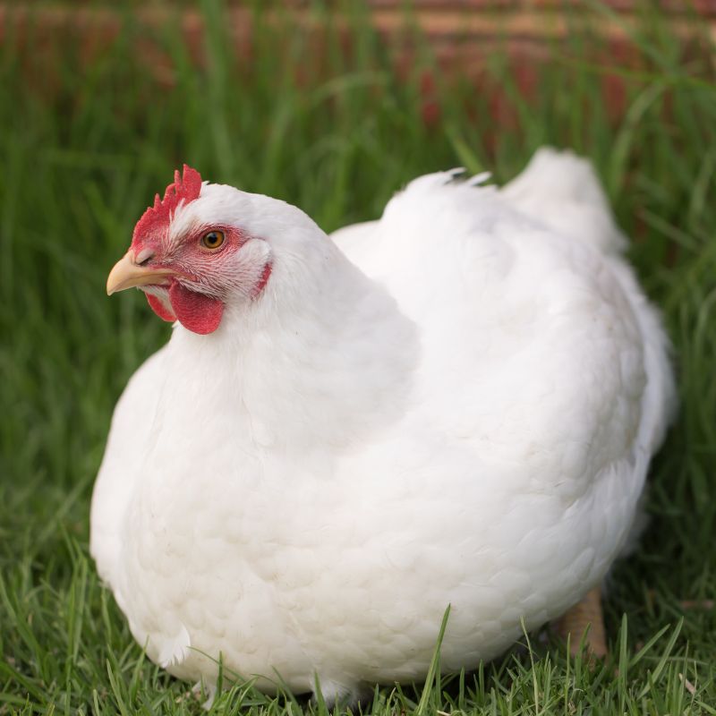 Why Does Obesity in Chickens Matter