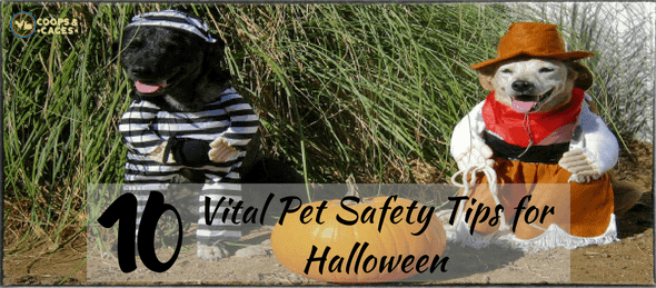 pet safety