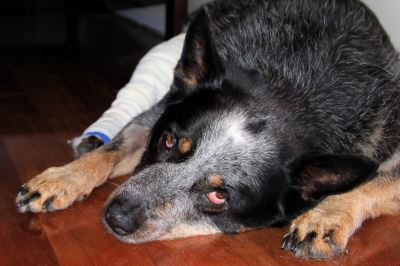 10_health_signs_dog_owners_must_not_ignore_-_2