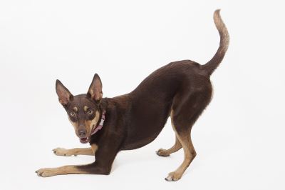 10_health_signs_dog_owners_must_not_ignore_-_3