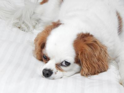 10_health_signs_dog_owners_must_not_ignore_-_4