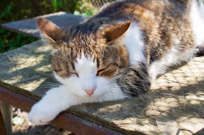 10_summer_care_tips_for_your_pet_cats_-_3