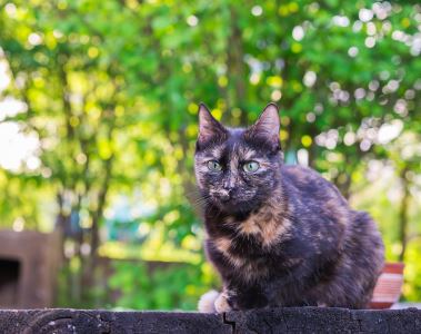 10_summer_care_tips_for_your_pet_cats_-_4