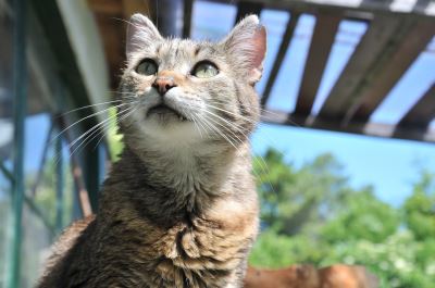 10_summer_care_tips_for_your_pet_cats_-_5