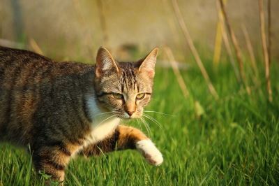 10_summer_care_tips_for_your_pet_cats_-_6