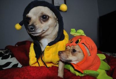 pet safety, Halloween