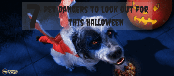 pet dangers, Halloween