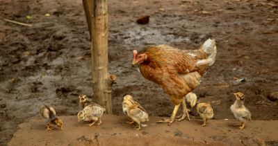 7_essentials_to_raising_healthy_chickens_-_3
