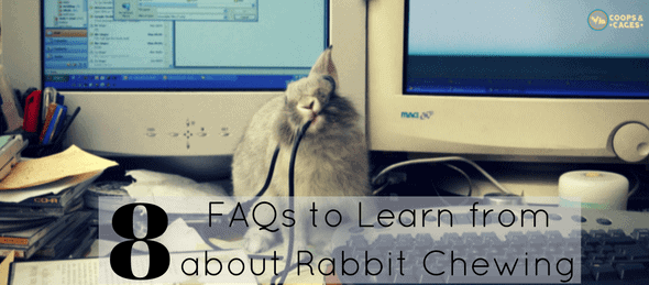 8 FAQs to Learn from about Rabbit Chewing