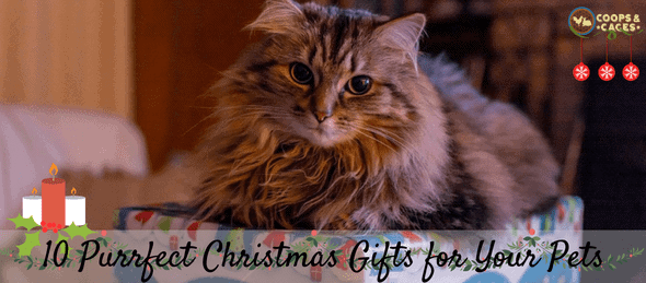 10 Purrfect Christmas Gifts for Your Pets min 1
