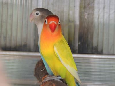 bird as a family pet, pets