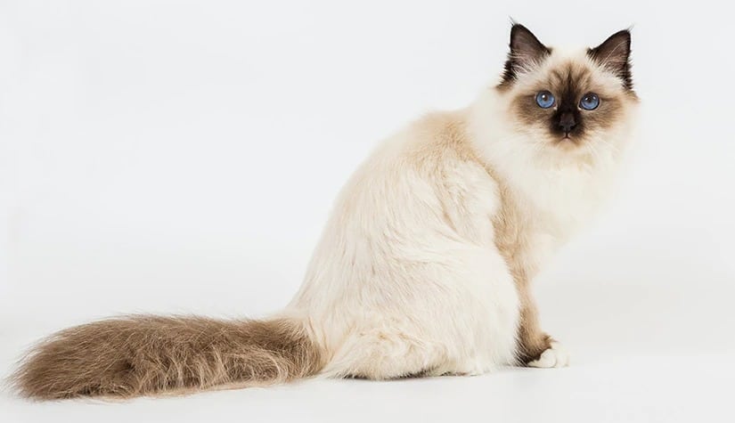 Birman top 10 preferred household pet 1