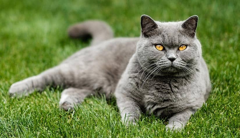 British Shorthair top 10 preferred household pet 2