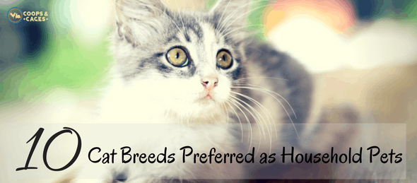 cat breeds, cats as pets