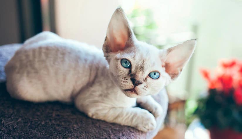 Devon Rex top 10 preferred household pet 4