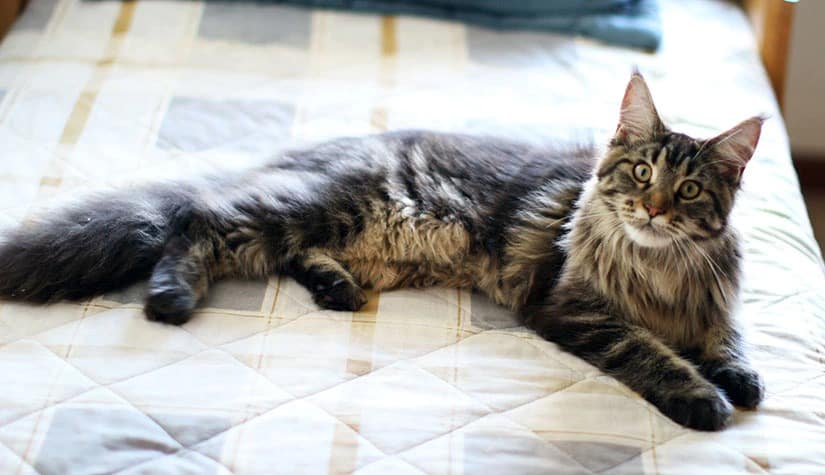 Main Coon top 10 preferred household pet 5