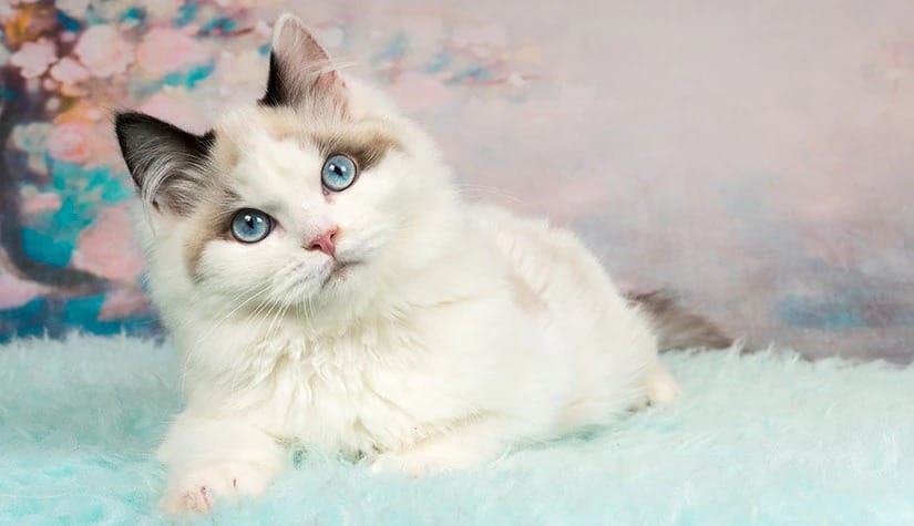 Ragdoll top 10 preferred household pet 7