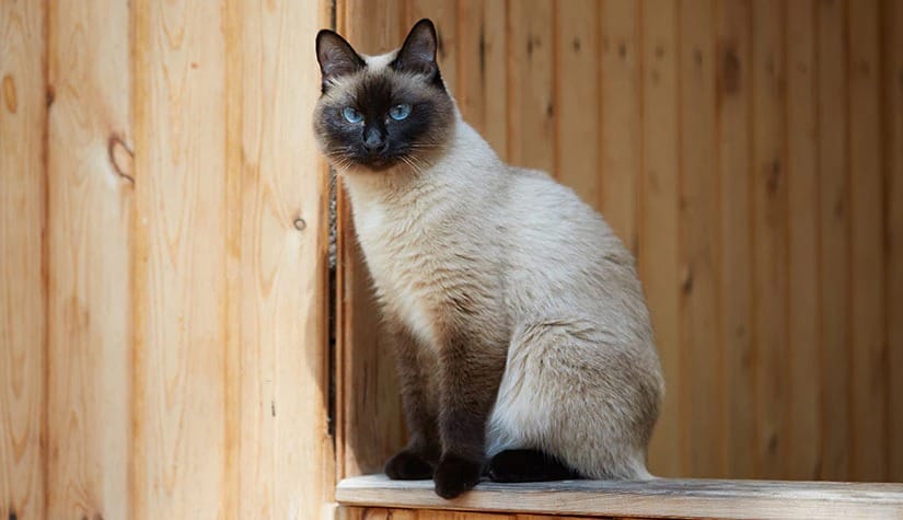 Siamese top 10 preferred household pet 9