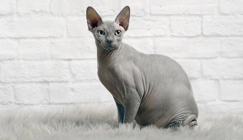 Sphynx top 10 preferred household pet 10