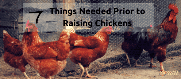 raising chickens, chicken coop