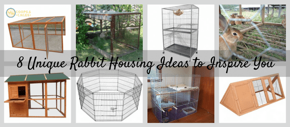 unique-rabbit-housing-ideas-to-inspire-you-min