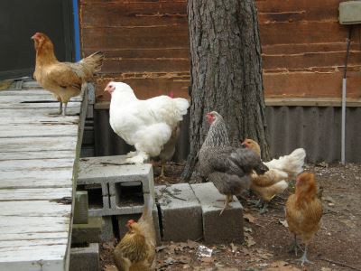 raising chickens