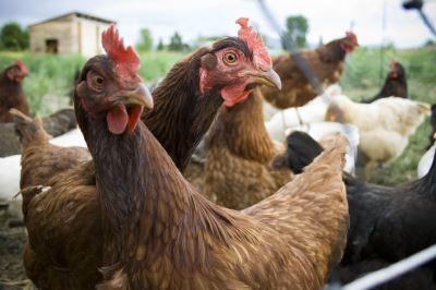 raising chickens