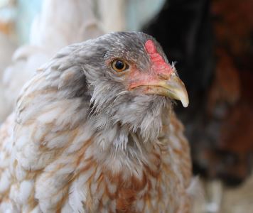 raising chickens