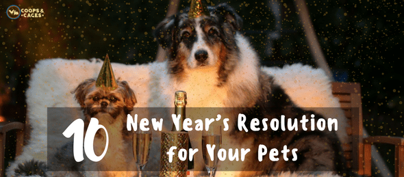 pets, cats, dogs, New Year's resolution