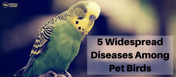 pet birds, bird diseases