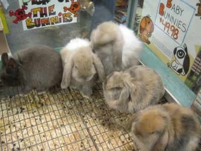 rabbit spaying, rabbit neutering