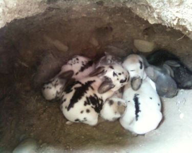 rabbit spaying, rabbit neutering