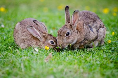 rabbit spaying, rabbit neutering