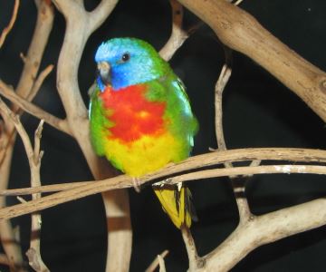 pet birds, bird diseases