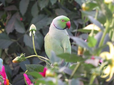 pet birds, bird diseases