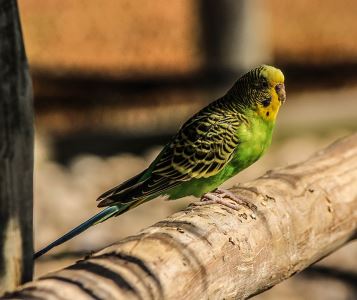 pet birds, bird diseases