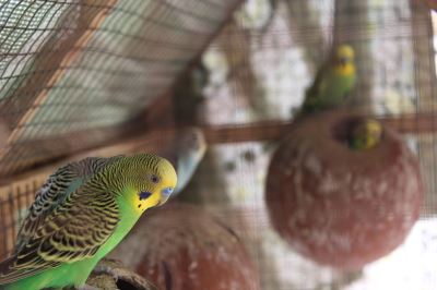 pet birds, bird diseases