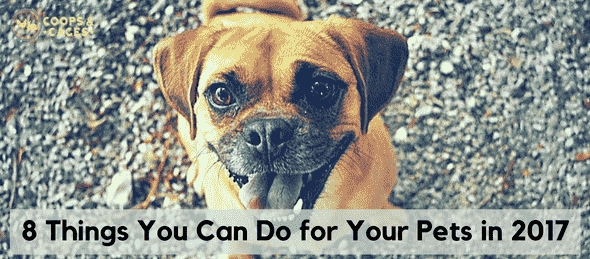 8 Things You Can Do for Your Pets in 2017 min