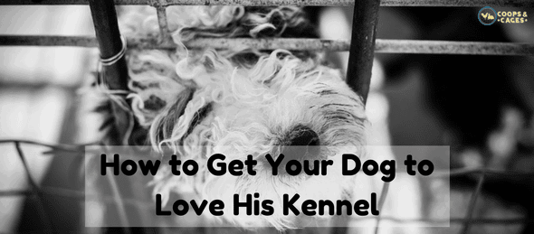 dog kennel, dog kennel training