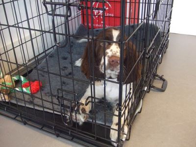 dog kennel, dog kennel training