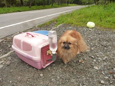 dog kennel, dog kennel training