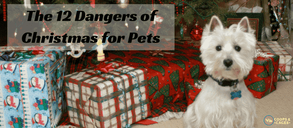 dangers for pets, Christmas