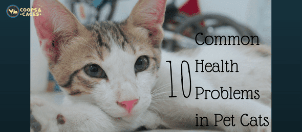 health problems in pet cats, pet cats