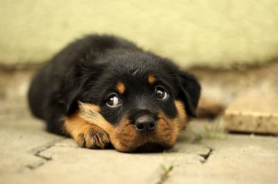 6_common_problems_in_pups_to_watch_for_-_6