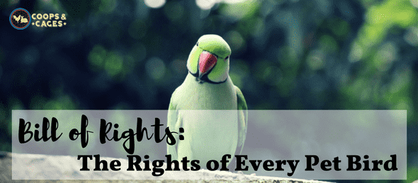 Bill of Rights min