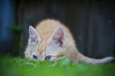 shy cat, socialize a shy cat