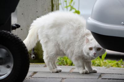 shy cat, socialize a shy cat