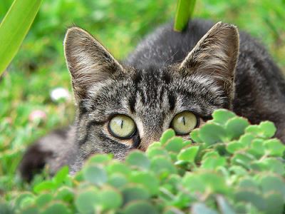 shy cat, socialize a shy cat