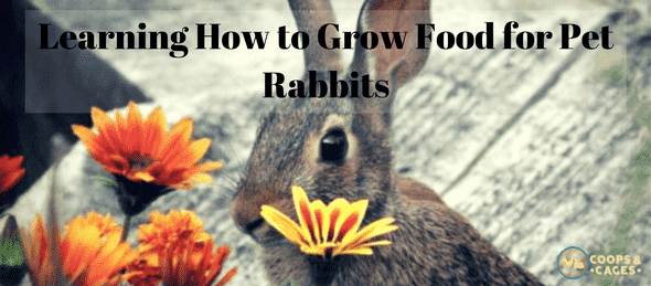 Learning How to Grow Food for Pet Rabbits min