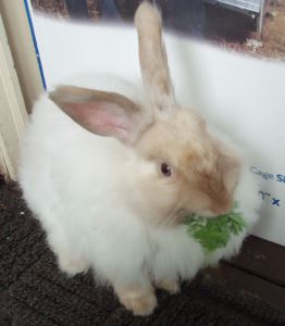 pet rabbits, container gardening